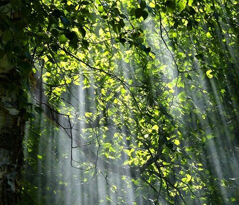 Ein grünes Blätterdach mit Sonnenstrahlen